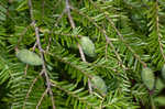 Eastern hemlock